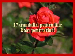 17 trandafiri pentru tine Doar pentru tine! 