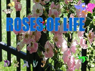 ROSES OF LIFE 
