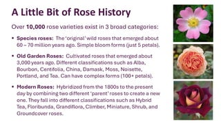 Rose Classification An Introduction to Gardening with Roses.pdf