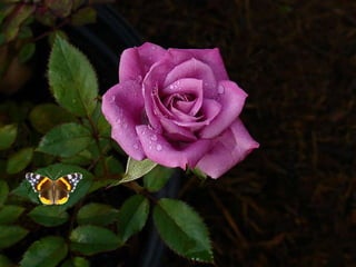 Rosas - Espagne E.Sala 