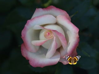 Tout ce qui se ressemble n’est pas identique… 