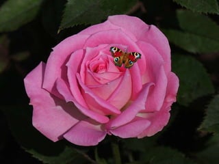 Pour connaître les hommes il faut les voir agir… 