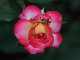 Le génie est au talent ce  que l’instinct est à la raison… 