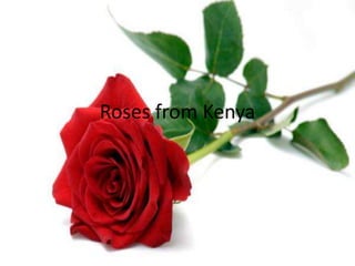 Roses from Kenya

 