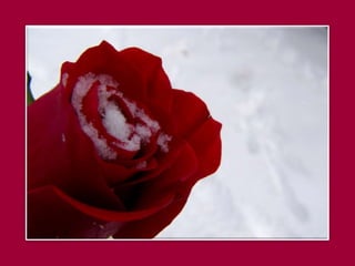 Roses in winter