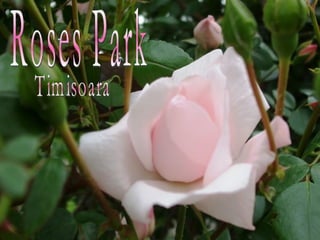 Roses Park Timisoara 
