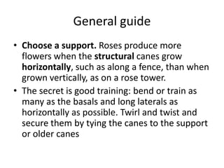 General guide
• Choose a support. Roses produce more
flowers when the structural canes grow
horizontally, such as along a fence, than when
grown vertically, as on a rose tower.
• The secret is good training: bend or train as
many as the basals and long laterals as
horizontally as possible. Twirl and twist and
secure them by tying the canes to the support
or older canes

 