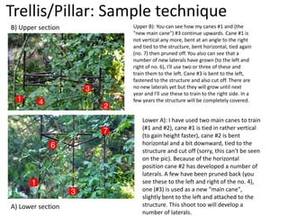 Trellis/Pillar: Sample technique
B) Upper section

A) Lower section

Upper B): You can see how my canes #1 and (the
"new main cane") #3 continue upwards. Cane #1 is
not vertical any more, bent at an angle to the right
and tied to the structure, bent horizontal, tied again
(no. 7) then pruned off. You also can see that a
number of new laterals have grown (to the left and
right of no. 6), I'll use two or three of these and
train them to the left. Cane #3 is bent to the left,
fastened to the structure and also cut off. There are
no new laterals yet but they will grow until next
year and I'll use these to train to the right side. In a
few years the structure will be completely covered.

Lower A): I have used two main canes to train
(#1 and #2), cane #1 is tied in rather vertical
(to gain height faster), cane #2 is bent
horizontal and a bit downward, tied to the
structure and cut off (sorry, this can't be seen
on the pic). Because of the horizontal
position cane #2 has developed a number of
laterals. A few have been pruned back (you
see these to the left and right of the no. 4),
one (#3) is used as a new "main cane",
slightly bent to the left and attached to the
structure. This shoot too will develop a
number of laterals.

 