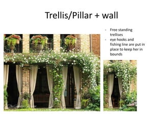 Trellis/Pillar + wall
- Free standing
trellises
- eye hooks and
fishing line are put in
place to keep her in
bounds

 