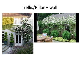 Trellis/Pillar + wall

 