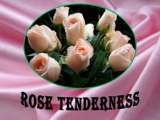ROse tenderness 