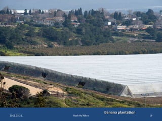 BBaannaannaa ppllaannttaattiioonn 
2012.03.21. Rosh Ha'Nikra 19 
 