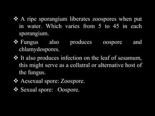  A ripe sporangium liberates zoospores when put
in water. Which varies from 5 to 45 in each
sporangium.
 Fungus also produces oospore and
chlamydospores.
 It also produces infection on the leaf of sesamum,
this might serve as a collatral or alternative host of
the fungus.
 Aesexual spore: Zoospore.
 Sexual spore: Oospore.
 