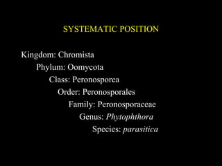 SYSTEMATIC POSITION
Kingdom: Chromista
Phylum: Oomycota
Class: Peronosporea
Order: Peronosporales
Family: Peronosporaceae
Genus: Phytophthora
Species: parasitica
 