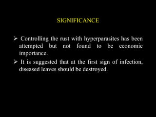 SIGNIFICANCE
 Controlling the rust with hyperparasites has been
attempted but not found to be economic
importance.
 It is suggested that at the first sign of infection,
diseased leaves should be destroyed.
 