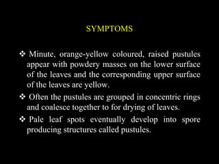 SYMPTOMS
 Minute, orange-yellow coloured, raised pustules
appear with powdery masses on the lower surface
of the leaves and the corresponding upper surface
of the leaves are yellow.
 Often the pustules are grouped in concentric rings
and coalesce together to for drying of leaves.
 Pale leaf spots eventually develop into spore
producing structures called pustules.
 