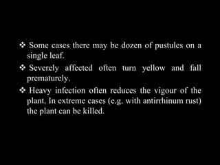  Some cases there may be dozen of pustules on a
single leaf.
 Severely affected often turn yellow and fall
prematurely.
 Heavy infection often reduces the vigour of the
plant. In extreme cases (e.g. with antirrhinum rust)
the plant can be killed.
 