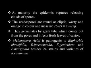  At maturity the epidermis ruptures releasing
clouds of spores.
 The uredospores are round or eliptic, warty and
orange in colour and measure 25-29 × 19-25µ.
 They germinates by germ tube which comes out
from the pores and infects fresh leaves of castor.
 Melompsora ricini is pathogenic to Euphorbia
obtusifolia, E.ipecacuanha, E.geniculata and
E.marginata besides 24 strains and varieties of
R.communis.
 