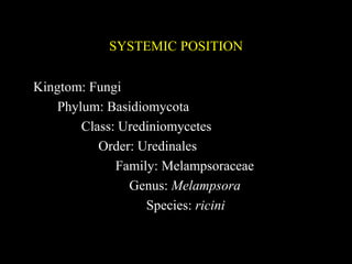 SYSTEMIC POSITION
Kingtom: Fungi
Phylum: Basidiomycota
Class: Urediniomycetes
Order: Uredinales
Family: Melampsoraceae
Genus: Melampsora
Species: ricini
 