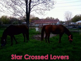 Star Crossed Lovers