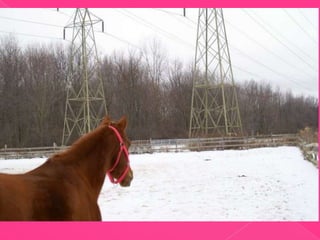 Rosie...Our Journey
