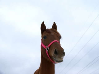 Rosie...Our Journey