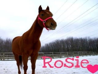 Rosie...Our Journey