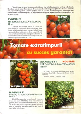 Rosii tomate de ruiters