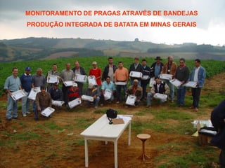MONITORAMENTO DE PRAGAS ATRAVÉS DE BANDEJAS 
PRODUÇÃO INTEGRADA DE BATATA EM MINAS GERAIS  
