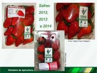 Safras 
2012, 
2013 
e 2014 
Fotos: Fagoni Fayer Calegario 
Foto: Roberta Zuge  