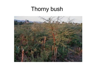 Thorny bush