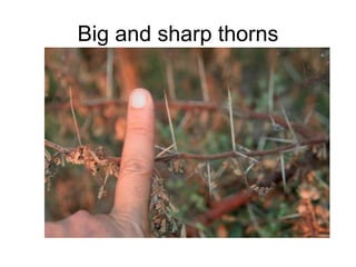Big and sharp thorns