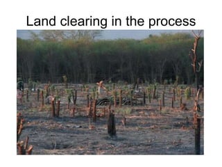 Land clearing in the process