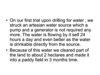 On our first trial upon drilling for water , we struck an artesian water source which a pump and a generator is not required any more. The water is flowing by it self 24 hours a day and even better as the water is drinkable directly from the source. Because of this water we cleared part of the land to about 2 hectares and made it into a paddy field in 3 months time.