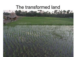 The transformed land 