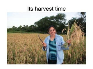 Its harvest time 