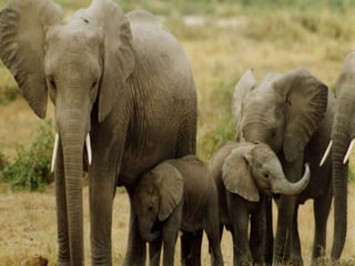 Globalcode – Open4education
 