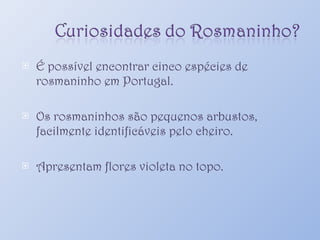 É possível encontrar cinco espécies de rosmaninho em Portugal. Os rosmaninhos são pequenos arbustos, facilmente identificáveis pelo cheiro. Apresentam flores violeta no topo. 