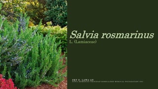 Salvia rosmarinus
L. (Lamiaceae)
S K Y O . L A W A - A N
D O Ñ A R E M E D I O S T R I N I D A D - R O M U A L D E Z M E D I C A L F O U N D A T I O N I N C .
 