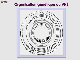 Organisation génétique du VHB
 