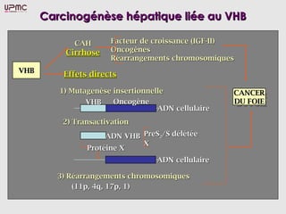 Carcinogénèse hépatique liée au VHB

             CAH       Facteur de croissance (IGF-II)
           Cirrhose    Oncogènes
                       Réarrangements chromosomiques
VHB
VHB       Effets directs

         1) Mutagenèse insertionnelle               CANCER
                                                    CANCER
                VHB    Oncogène                     DU FOIE
                                                     DU FOIE
                                   ADN cellulaire
          2) Transactivation

                     ADN VHB PreS2/S délétée
                             X
                Protéine X
                                  ADN cellulaire

         3) Réarrangements chromosomiques
             (11p, 4q, 17p, 1)
 