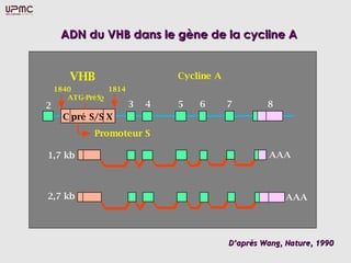 ADN du VHB dans le gène de la cycline A


       VHB                      Cycline A
    1840         1814
       ATG-PréS2
2                       3   4   5   6       7        8
      C pré S/S X
             Promoteur S

1,7 kb                                               AAA



2,7 kb                                                    AAA




                                            D’après Wang, Nature, 1990
 