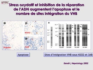 Stress oxydatif et inhibition de la réparation
        de l’ADN augmentent l’apoptose et le
         nombre de sites intégration du VHB




              H2O2




Témoins       3AB


          Apoptose
          Apoptose        Sites d’intégration VHB sous H2O2 et 3AB
                           Sites d’intégration VHB sous H2O2 et 3AB


                                          Dandri, Hepatology 2002
 