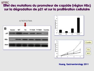 Effet des mutations du promoteur de capside (région HBx)
 sur la dégradation de p21 et sur la prolifération cellulaire


           A1762T/G1764A




                                                               Combo


                                                                TA

                                                                WT




                                      Huang, Gastroenterology 2011
 