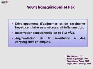 Souris transgéniques et HBx



• Développement d’adénomes et de carcinome
  hépatocellulaire sans nécrose, ni inflammation.
• Inactivation fonctionnelle de p53 in vivo.
• Augmentation    de la      sensibilité      à      des
  carcinogènes chimiques.



                                      Kim, Nature, 1991
                                      Koike, Hepatology, 1994
                                      Ueda, Nature Genet, 1995
                                      Slagle, Mol. Carcinog., 1996
 