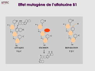 Effet mutagène de l’aflatoxine B1
 