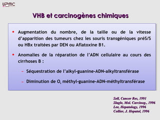 VHB et carcinogènes chimiques

•   Augmentation du nombre, de la taille ou de la vitesse
    d’apparition des tumeurs chez les souris transgéniques préS/S
    ou HBx traitées par DEN ou Aflatoxine B1.

•   Anomalies de la réparation de l’ADN cellulaire au cours des
    cirrhoses B :

     –   Séquestration de l’alkyl-guanine-ADN-alkyltransférase

     –   Diminution de O6 méthyl-guanine-ADN-méthyltransférase


                                                 Sell, Cancer Res, 1991
                                                 Slagle, Mol. Carcinog., 1996
                                                 Lee, Hepatology, 1996
                                                 Collier, J. Hepatol, 1996
 