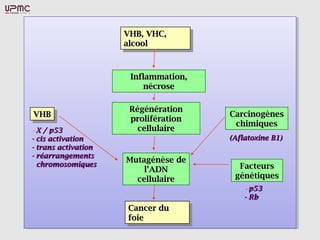 VHB, VHC,
                      VHB, VHC,
                     alcool
                      alcool


                      Inflammation,
                          nécrose

                      Régénération
VHB
VHB                                   Carcinogènes
                      prolifération
                                       chimiques
- X / p53               cellulaire
- cis activation                      (Aflatoxine B1)
- trans activation
- réarrangements
                     Mutagénèse de
  chromosomiques                        Facteurs
                         l’ADN
                       cellulaire      génétiques
                                          - p53
                                          - Rb
                     Cancer du
                      Cancer du
                     foie
                      foie
 