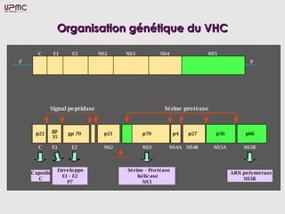 Organisation génétique du VHC

       C        E1     E2      NS2    NS3            NS4                NS5
5’                                                                                     3’




            Signal peptidase                           Sérine protéase



                gp
      p22            gp 70      p21         p70              p4   p27     p56        p66
                35

        C       E1     E2       NS2         NS3          NS4A NS4B       NS5A        NS5B



                 Enve lo ppe          Sé rine - Pro té ase
     C apside                                                                   ARN po lymé rase
                   E1 - E2                 hélic ase
        C                                                                           NS5B
                     P7                      NS3
 