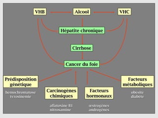 VHB
             VHB                    Alcool
                                    Alcool            VHC
                                                      VHC



                          Hépatite chronique



                                Cirrhose


                            Cancer du foie


Prédisposition                                         Facteurs
  génétique                                           métaboliques
hémochromatose     Carcinogènes          Facteurs           obésité
  tyrosinémie       chimiques           hormonaux           diabète

                    aflatoxine B1        œstrogènes
                    nitrosamine          androgènes
 